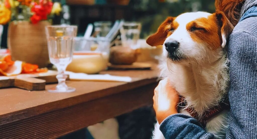 Pipa Um Destino Pet Friendly no Rio Grande do Norte