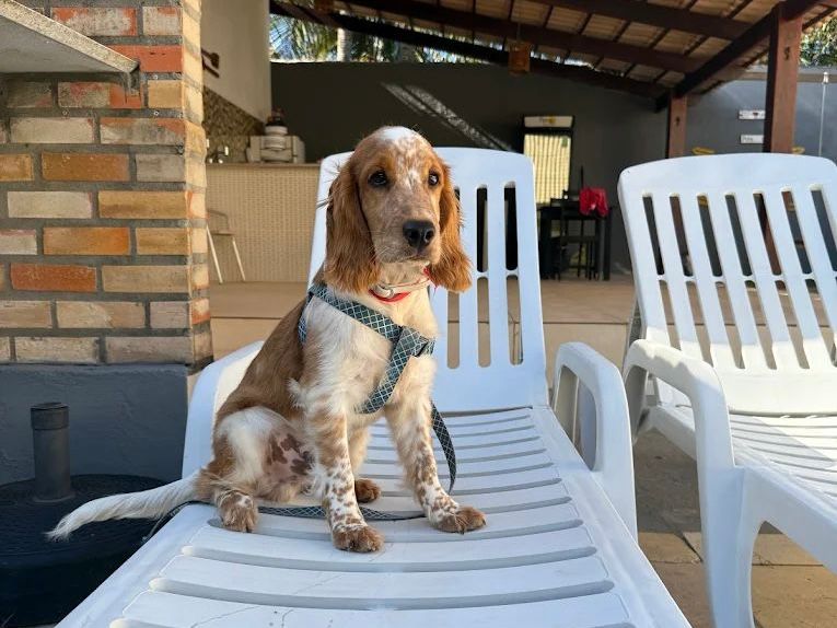 Pipa Pet Resort: O Destino Pet Friendly em Pipa-RN