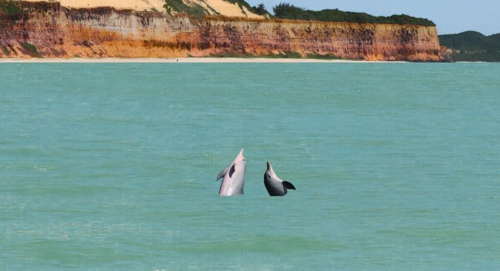Baia dos golfinhos